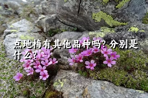 点地梅有其他品种吗？分别是什么？