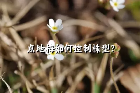 点地梅如何控制株型？