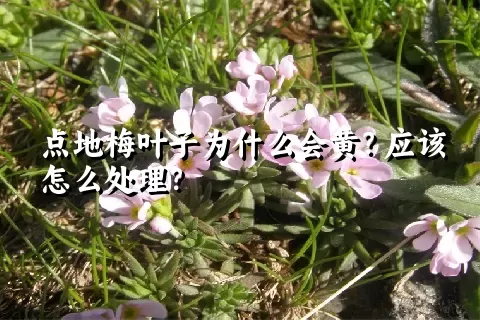 点地梅叶子为什么会黄？应该怎么处理？