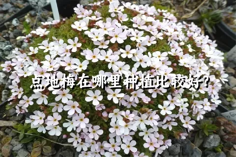 点地梅在哪里种植比较好？
