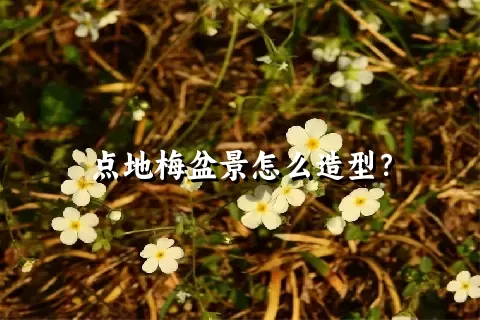 点地梅盆景怎么造型？