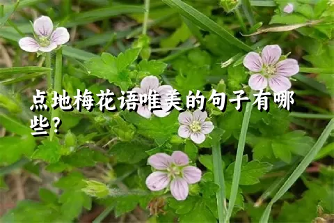 点地梅花语唯美的句子有哪些？