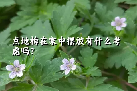 点地梅在家中摆放有什么考虑吗？