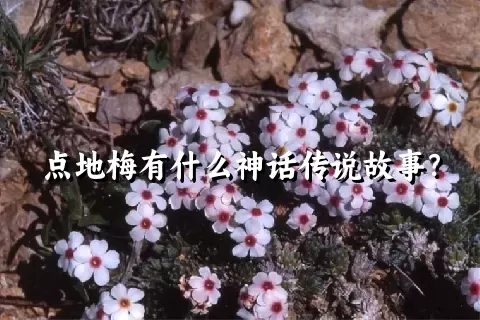 点地梅有什么神话传说故事？