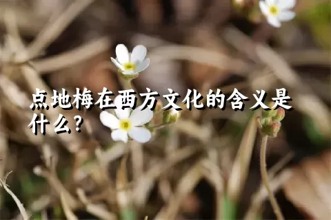 点地梅在西方文化的含义是什么？