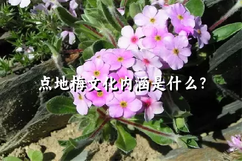 点地梅文化内涵是什么？