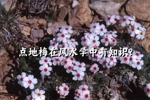 点地梅在风水学中有知识？