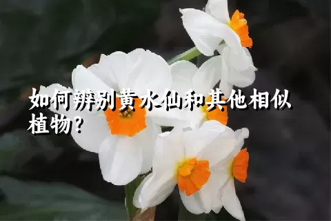 如何辨别黄水仙和其他相似植物？