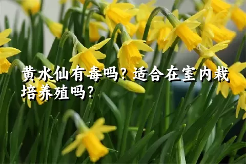 黄水仙有毒吗？适合在室内栽培养殖吗？