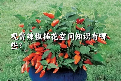 观赏辣椒插花空间知识有哪些？