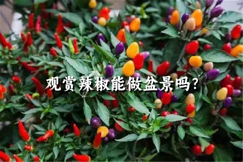 观赏辣椒能做盆景吗？