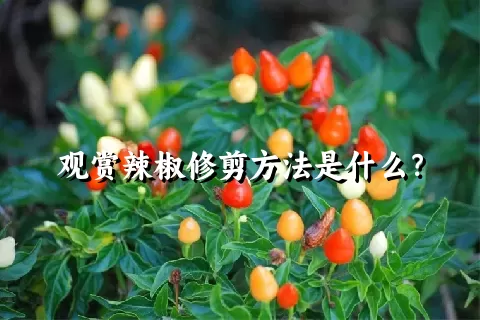 观赏辣椒修剪方法是什么？
