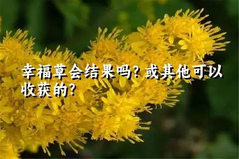 幸福草会结果吗？或其他可以收获的？