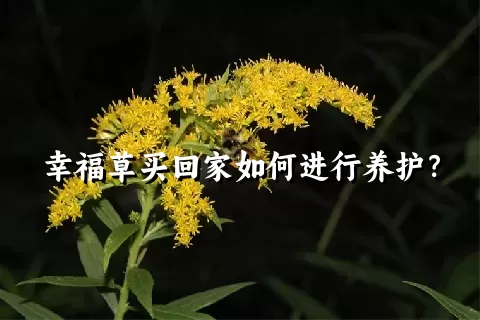幸福草买回家如何进行养护？