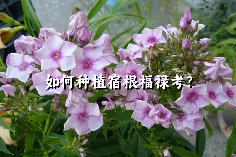 如何种植宿根福禄考？