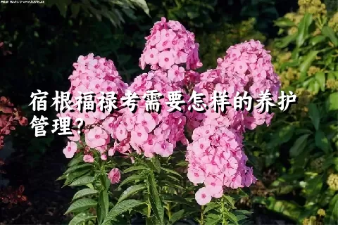 宿根福禄考需要怎样的养护管理？