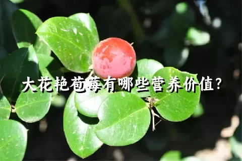 大花艳苞莓有哪些营养价值？