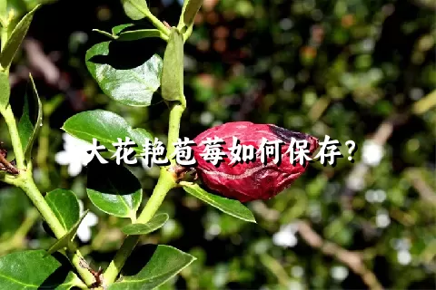 大花艳苞莓如何保存？