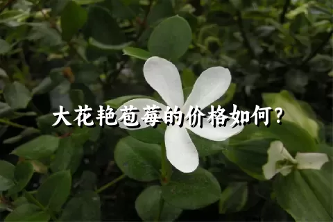 大花艳苞莓的价格如何？