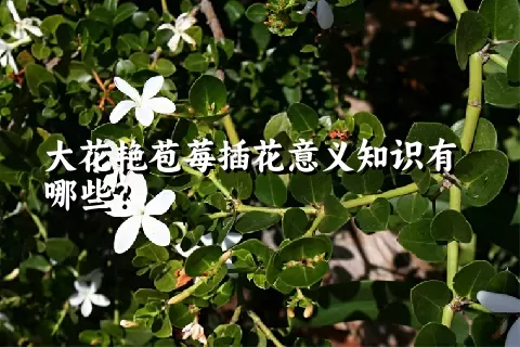 大花艳苞莓插花意义知识有哪些？