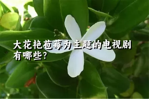 大花艳苞莓为主题的电视剧有哪些？