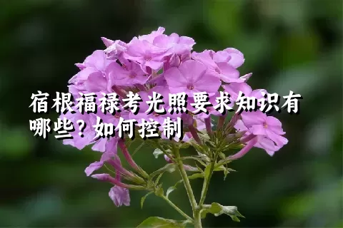 宿根福禄考光照要求知识有哪些？如何控制