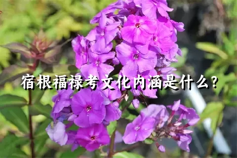 宿根福禄考文化内涵是什么？