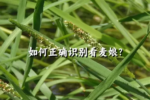 如何正确识别看麦娘？
