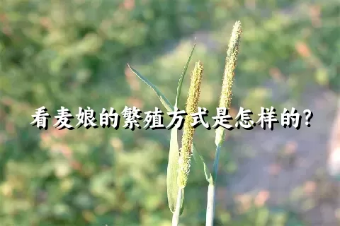 看麦娘的繁殖方式是怎样的？
