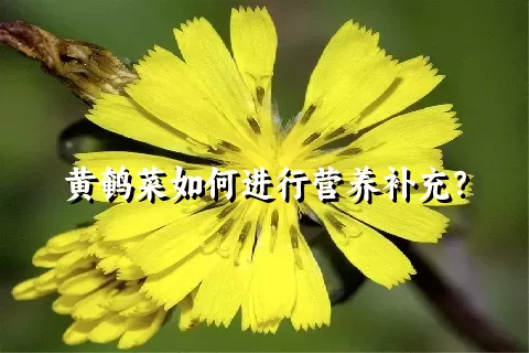 黄鹌菜如何进行营养补充？