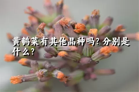 黄鹌菜有其他品种吗？分别是什么？