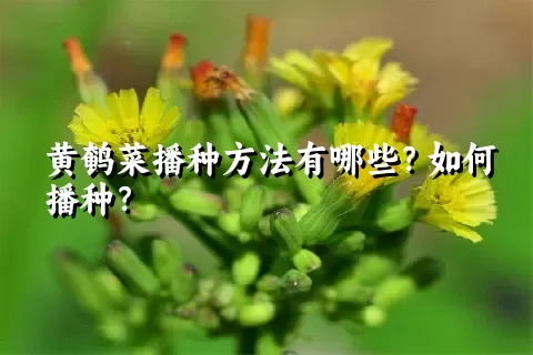 黄鹌菜播种方法有哪些？如何播种？