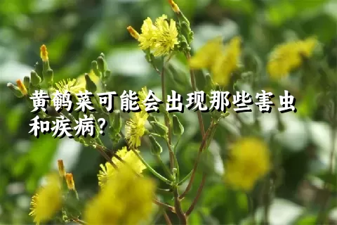 黄鹌菜可能会出现那些害虫和疾病？