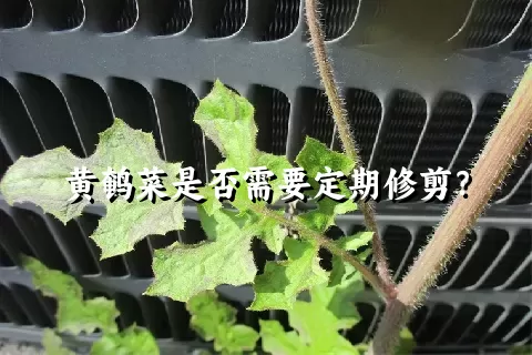 黄鹌菜是否需要定期修剪？