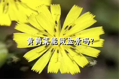 黄鹌菜能做盆景吗？