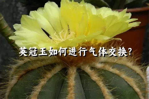 英冠玉如何进行气体交换？