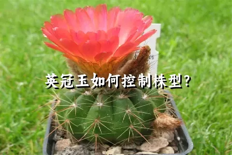 英冠玉如何控制株型？