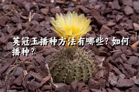 英冠玉播种方法有哪些？如何播种？