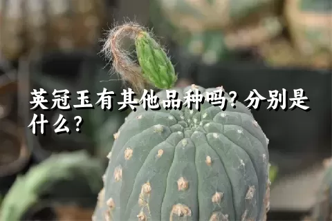 英冠玉有其他品种吗？分别是什么？