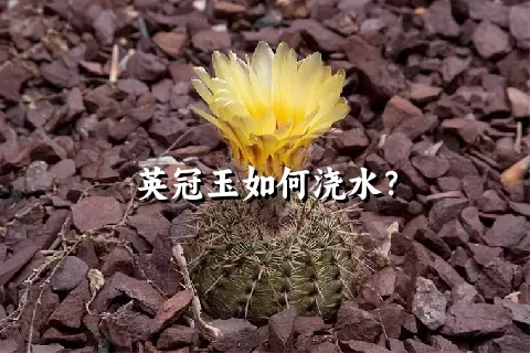 英冠玉如何浇水？