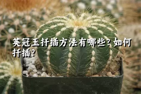 英冠玉扦插方法有哪些？如何扦插？