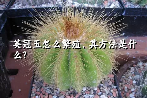 英冠玉怎么繁殖，其方法是什么？