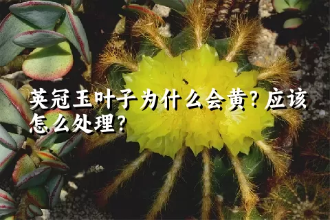英冠玉叶子为什么会黄？应该怎么处理？