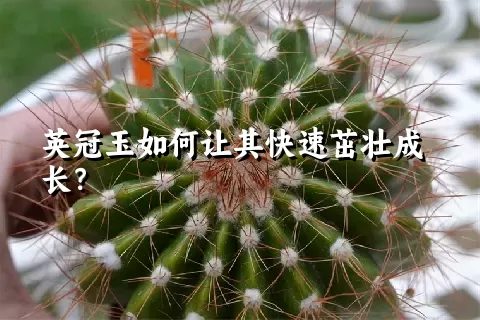 英冠玉如何让其快速茁壮成长？