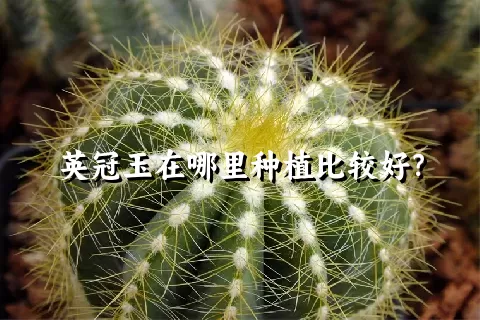 英冠玉在哪里种植比较好？