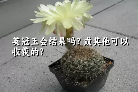 英冠玉会结果吗？或其他可以收获的？