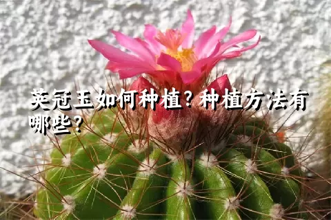 英冠玉如何种植？种植方法有哪些？