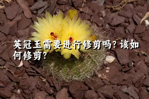 英冠玉需要进行修剪吗？该如何修剪？