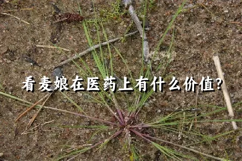 看麦娘在医药上有什么价值？