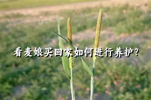 看麦娘买回家如何进行养护？